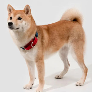 Rainbow Safety Dog Collar with Pull-Control and Choke Prevention - PetPark