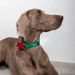 Rainbow Safety Dog Collar with Pull-Control and Choke Prevention - PetPark