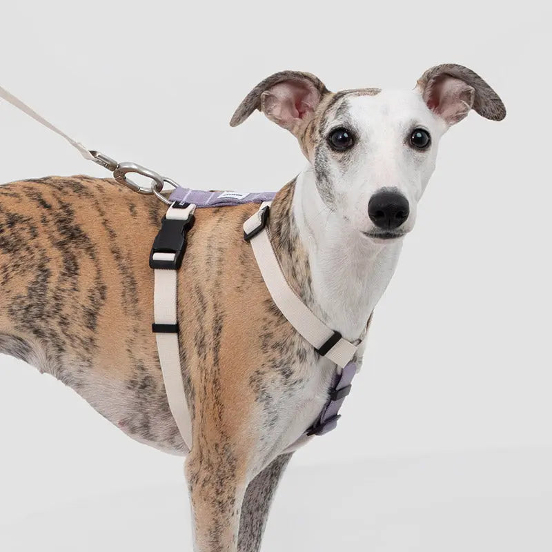 Valora Ultra-Lightweight H-Shaped Escape-Proof Dog Harness and Leash Set - PetPark