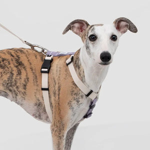 Valora Ultra-Lightweight H-Shaped Escape-Proof Dog Harness and Leash Set - PetPark