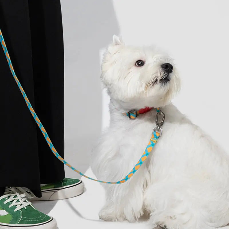 Colorful PRO Half P-Shaped Dog Collar / 3 Way Leash For Training and Everyday (S For Mini Dogs) - PetPark