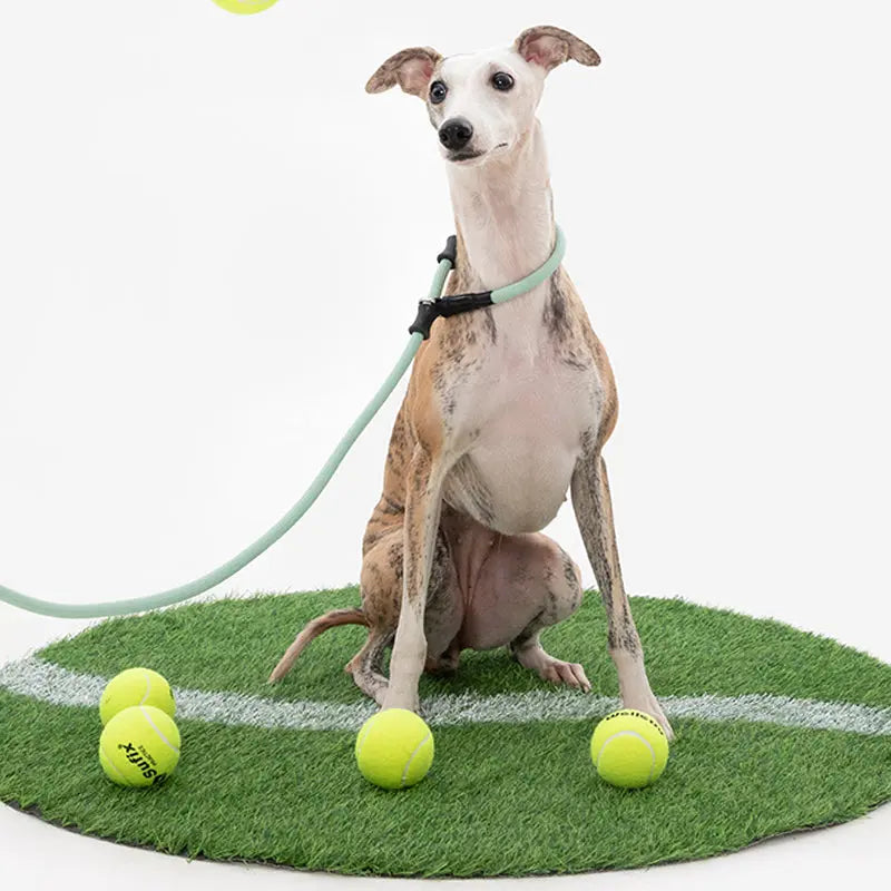BOBO One-piece Leash With Leather Handle - PetPark