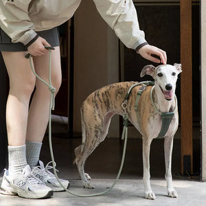 H-Style Leather & Round Rope Adjustable Dog Harness – Harness only or Harness & Leash Set Pet Park