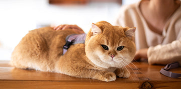 Part 2: Cat Biting Problems? Try This 5-Minute High-Quality Play Routine! (2/2)