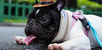 How to Prevent Heatstroke in Dogs