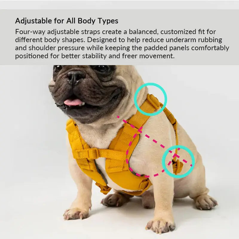 Four-way adjustable dog harness on a French bulldog, designed to reduce underarm rubbing and shoulder pressure.