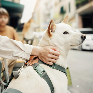 Choke free dog harness by TERRA in green, with leather back detail and secure fit for relaxed city walks and outings.