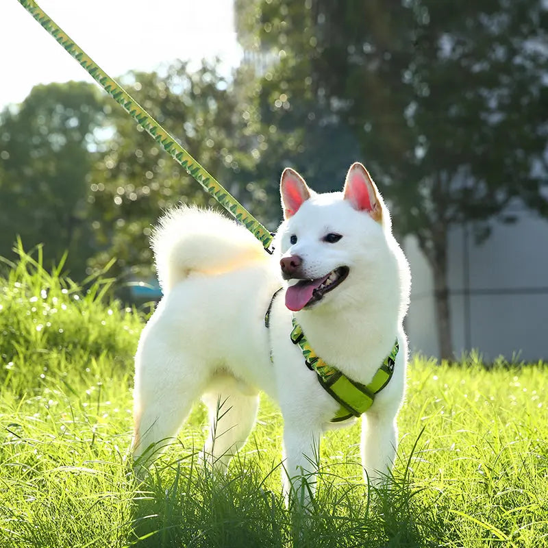 ColorPop Lightweight X Harness for Dogs – No-Choke Trachea Protection, Single or Leash Set Available Pet Park