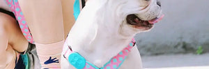 Colorful PRO Protective Trachea Dog X Harness - PetPark