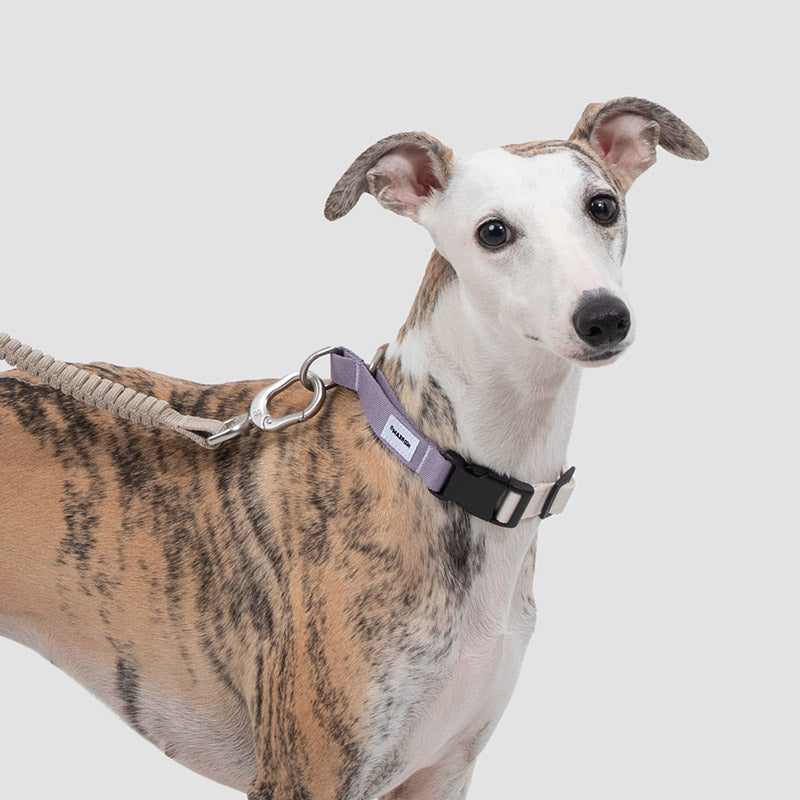 【2nd -50%】Valora Anti-Pull Semi-P Martingale Dog Collar with Position-Limit Choke Prevention