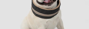 Pet Cooling Ice Collar - PetPark