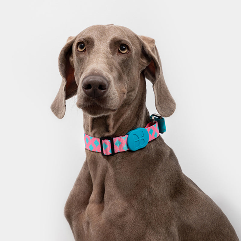 Colorful PRO Half P-Shaped Dog Collaror For Training and Everyday - PetPark