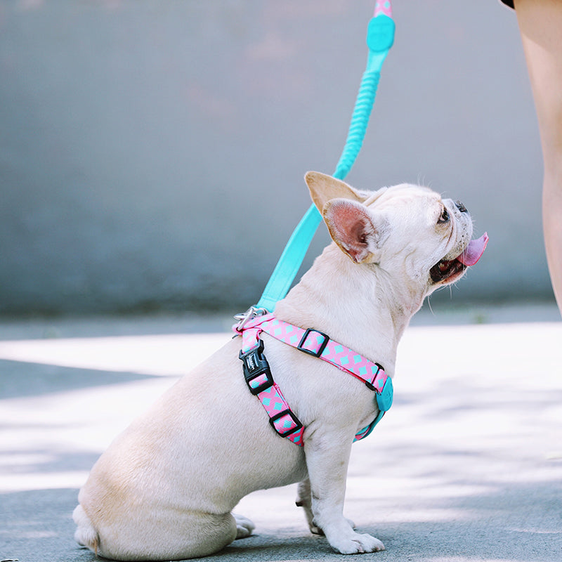 Colorful PRO 3 Way Buffer Traction Dog  Leash - PetPark