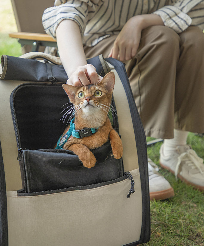 Calming Cat Travel Accessories For Pet Owners photo